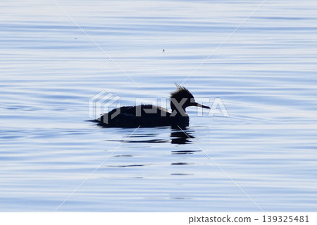 A Common Merganser swimming in the sea A Common Merganser swimming in the sea 139325481