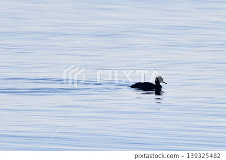 A Common Merganser swimming in the sea A Common Merganser swimming in the sea 139325482