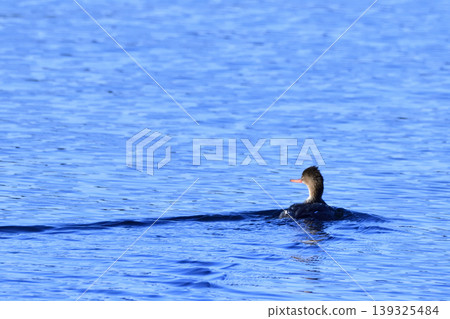 A Common Merganser swimming in the sea A Common Merganser swimming in the sea 139325484