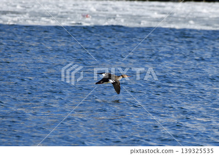 Flight of the Common Merganser Flight of the Common Merganser 139325535