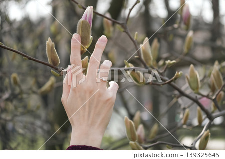 Female hand with a ring on the ring finger gently touching a magnolia bud in spring. Vitality and enjoyment of the moment Female hand with a ring on the ring finger gently touching a magnolia bud in spring. Vitality and enjoyment of the moment 139325645