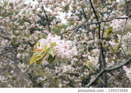 Sakura Sakura Pink Taiwan cherry 桜 さくら カンヒザクラ Sakura Sakura Pink Taiwan cherry 桜 さくら カンヒザクラ 139325680