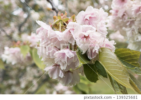 Sakura Sakura Pink Taiwan cherry 桜 さくら カンヒザクラ Sakura Sakura Pink Taiwan cherry 桜 さくら カンヒザクラ 139325681