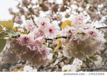 櫻花 櫻 緋寒櫻 Pink Taiwan cherry 桜 さくら カンヒザクラ 139325684