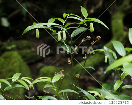 無梗花(Disporum sessile)垂掛在溪流沿岸。 無梗花(Disporum sessile)垂掛在溪流沿岸。 139325715