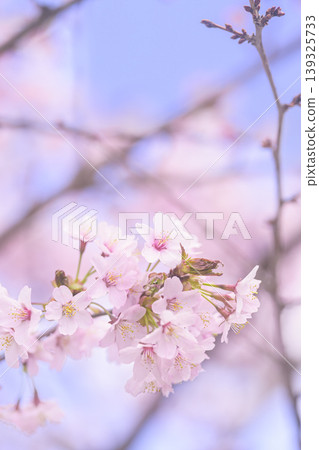 盛開的櫻花(用舊鏡頭拍攝) 盛開的櫻花(用舊鏡頭拍攝) 139325733