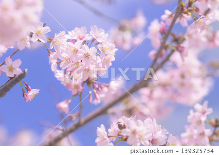 Cherry blossoms in full bloom (taken with an old lens) Cherry blossoms in full bloom (taken with an old lens) 139325734