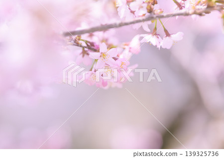 Cherry blossoms in full bloom (taken with an old lens) Cherry blossoms in full bloom (taken with an old lens) 139325736