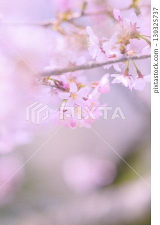 Cherry blossoms in full bloom (taken with an old lens) Cherry blossoms in full bloom (taken with an old lens) 139325737