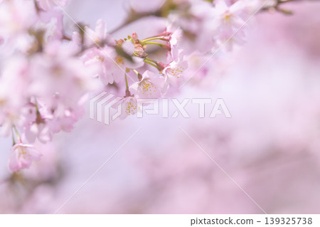 Cherry blossoms in full bloom (taken with an old lens) Cherry blossoms in full bloom (taken with an old lens) 139325738