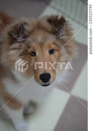 A Shetland Sheepdog puppy looks up at its owner. 139325745