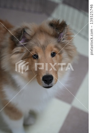 一隻設得蘭牧羊犬幼犬抬頭看著它的主人。 一隻設得蘭牧羊犬幼犬抬頭看著它的主人。 139325746