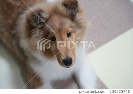一隻設得蘭牧羊犬幼犬抬頭看著它的主人。 一隻設得蘭牧羊犬幼犬抬頭看著它的主人。 139325748