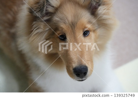 一隻設得蘭牧羊犬幼犬抬頭看著它的主人。 一隻設得蘭牧羊犬幼犬抬頭看著它的主人。 139325749