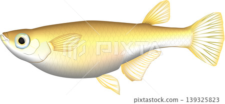 Fish illustration: "Medaka" (Japanese rice fish), vector format, white background (single). Fish illustration: "Medaka" (Japanese rice fish), vector format, white background (single). 139325823