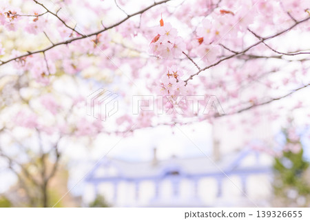 豐平館和盛開的櫻花(此版本中豐平館已模糊處理) 豐平館和盛開的櫻花(此版本中豐平館已模糊處理) 139326655