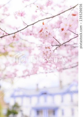 Toyohirakan and cherry blossoms in full bloom (Toyohirakan is blurred in this version) Toyohirakan and cherry blossoms in full bloom (Toyohirakan is blurred in this version) 139326656