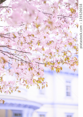 Toyohirakan and cherry blossoms in full bloom (Toyohirakan is blurred in this version) 139326658