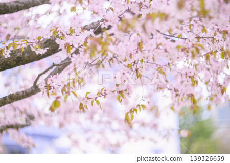 Toyohirakan and cherry blossoms in full bloom (Toyohirakan is blurred in this version) Toyohirakan and cherry blossoms in full bloom (Toyohirakan is blurred in this version) 139326659