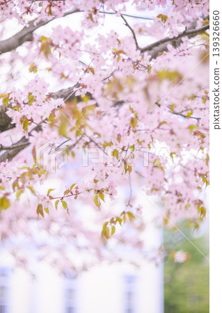 Toyohirakan and cherry blossoms in full bloom (Toyohirakan is blurred in this version) 139326660