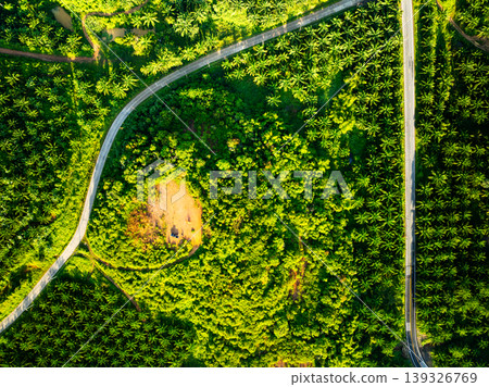 Top view forest green nature background Top view forest green nature background 139326769