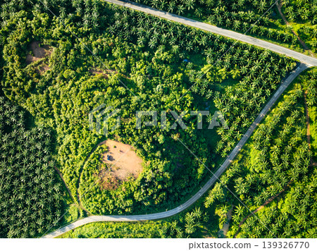 Top view forest green nature background Top view forest green nature background 139326770