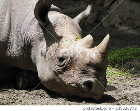 Sleeping Black Rhino Sleeping Black Rhino 139326778