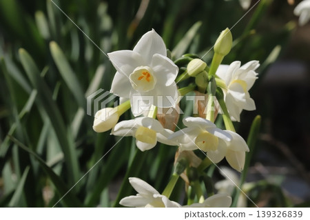 水仙花,花瓣潔白,花冠淡黃色,在春天的花園裡盛開。 水仙花,花瓣潔白,花冠淡黃色,在春天的花園裡盛開。 139326839