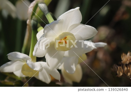 水仙花,花瓣潔白,花冠淡黃色,在春天的花園裡盛開。 水仙花,花瓣潔白,花冠淡黃色,在春天的花園裡盛開。 139326840