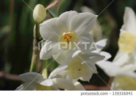 水仙花,花瓣潔白,花冠淡黃色,在春天的花園裡盛開。 水仙花,花瓣潔白,花冠淡黃色,在春天的花園裡盛開。 139326841