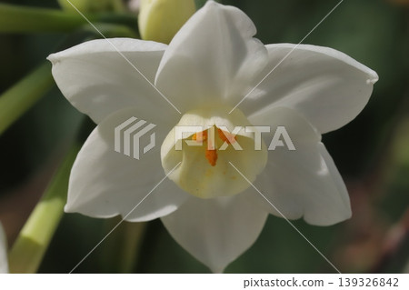 水仙花,花瓣潔白,花冠淡黃色,在春天的花園裡盛開。 水仙花,花瓣潔白,花冠淡黃色,在春天的花園裡盛開。 139326842