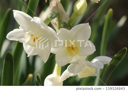 水仙花，花瓣潔白，花冠淡黃色，在春天的花園裡盛開。 139326843