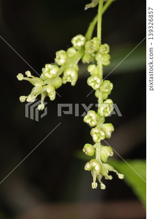 This is a male inflorescence of a wild mulberry tree. It appears to bloom from April to May, with the flowers opening from the bottom of the inflorescence upwards. 139326857