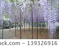 The magnificent wisteria of Chōsenji Temple in full bloom 139326916