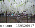 White wisteria at Chōsenji Temple 139326917