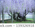 The Great Wisteria of Chōsenji Temple 139326918