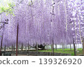 Wisteria trellis at Chōsenji Temple 139326920