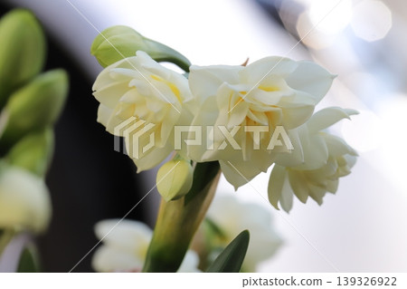 春天的花園裡,重瓣水仙花盛開,花瓣潔白,花心呈淡黃色。 春天的花園裡,重瓣水仙花盛開,花瓣潔白,花心呈淡黃色。 139326922