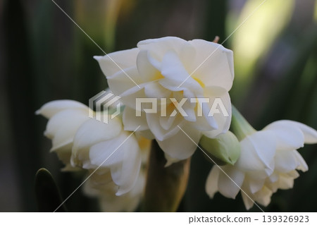 春天的花園裡,重瓣水仙花盛開,花瓣潔白,花心呈淡黃色。 春天的花園裡,重瓣水仙花盛開,花瓣潔白,花心呈淡黃色。 139326923