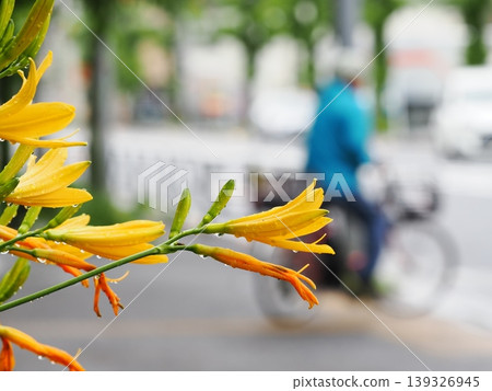 府中淺山公園的武藏野黃花菜 139326945