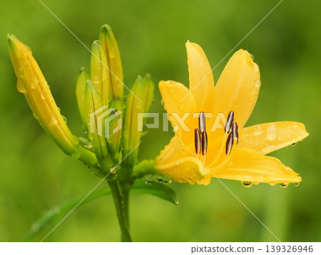 Musashino daylilies on Mount Fuchu Asama, wet with rain. Musashino daylilies on Mount Fuchu Asama, wet with rain. 139326946