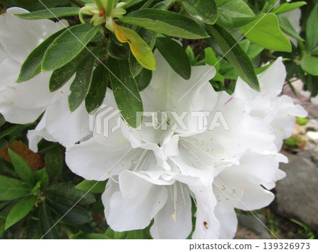 白色杜鵑花的特寫 白色杜鵑花的特寫 139326973