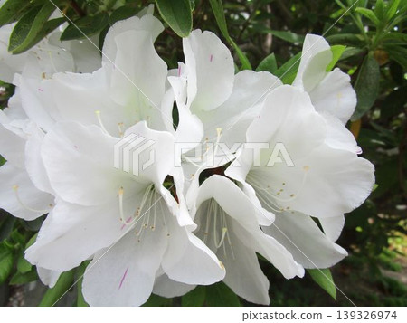 白色杜鵑花的特寫 白色杜鵑花的特寫 139326974
