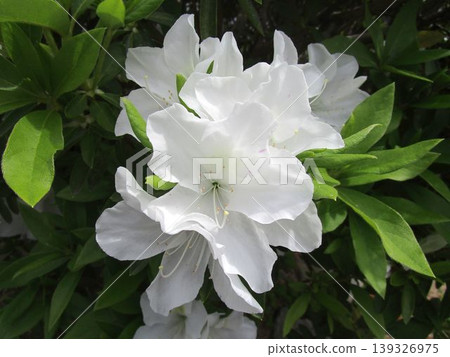 白色杜鵑花的特寫 白色杜鵑花的特寫 139326975