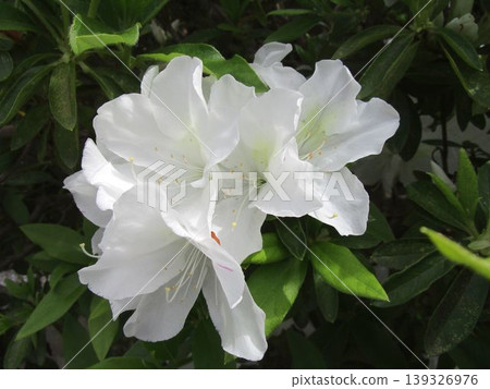 白色杜鵑花的特寫 白色杜鵑花的特寫 139326976