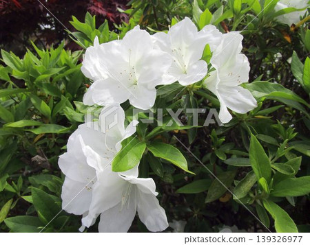 白色杜鵑花的特寫 白色杜鵑花的特寫 139326977
