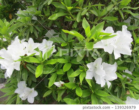 白色杜鵑花的特寫 白色杜鵑花的特寫 139326979