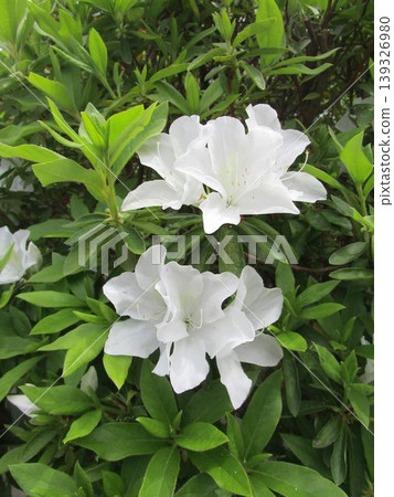 白色杜鵑花的特寫 白色杜鵑花的特寫 139326980