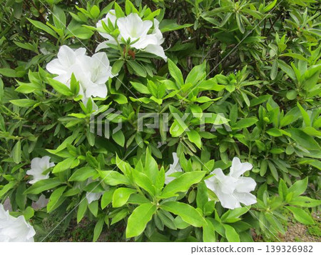 白色杜鵑花的特寫 白色杜鵑花的特寫 139326982