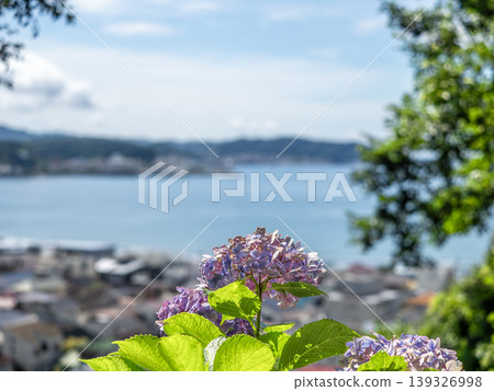 繡球花與由比濱海灘的景色：鎌倉初夏時節，大海與鮮花交相輝映，美不勝收。 139326998